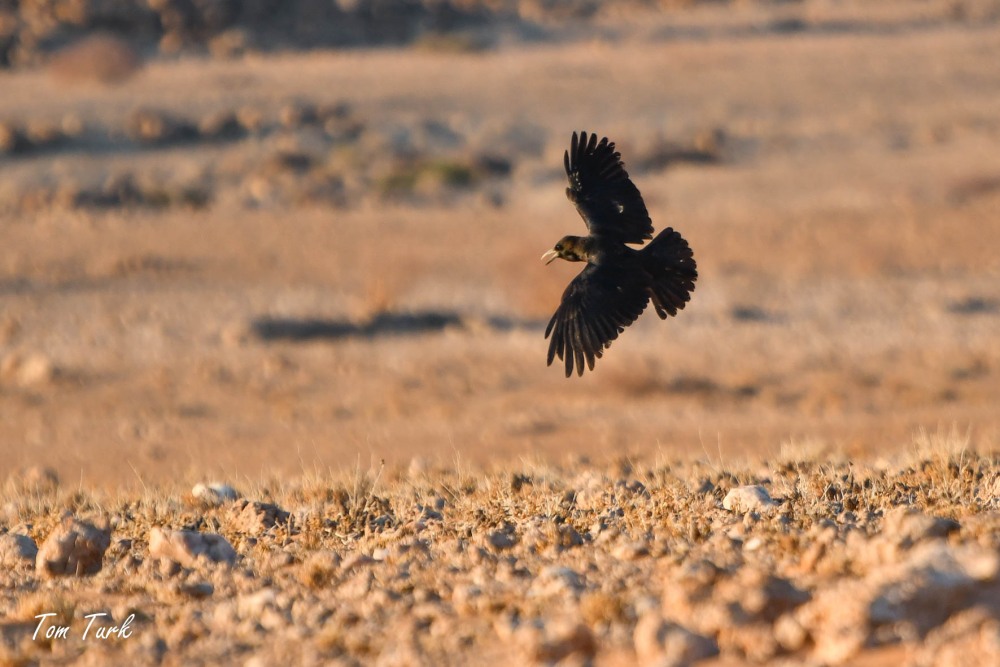 ptiči/birds