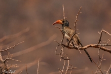 ptiči/birds