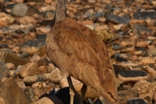 ptiči/birds