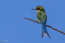 ptiči/birds