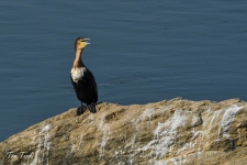 ptiči/birds