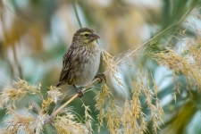 ptiči/birds