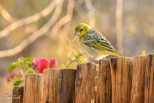 ptiči/birds