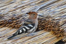 ptiči/birds