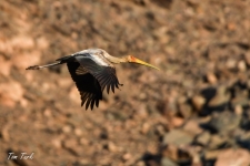 ptiči/birds
