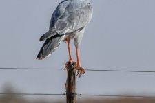 ptiči/birds