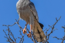 ptiči/birds