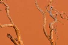 ptiči/birds