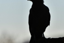 ptiči/birds