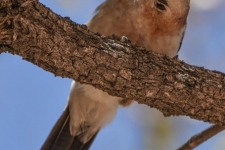 ptiči/birds