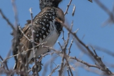 ptiči/birds