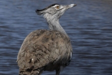 ptiči/birds