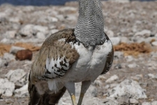 ptiči/birds