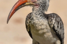 ptiči/birds