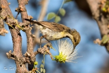 ptiči/birds