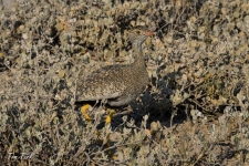 ptiči/birds