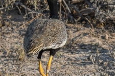 ptiči/birds