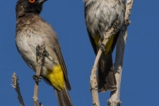 ptiči/birds