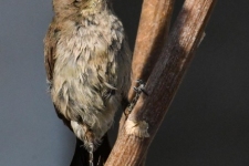 ptiči/birds