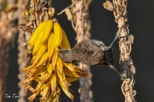 ptiči/birds