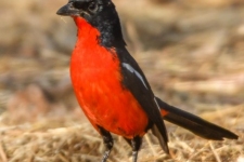 ptiči/birds