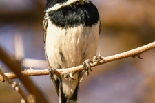 ptiči/birds