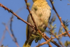 ptiči/birds