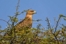 ptiči/birds