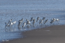 ptiči/birds
