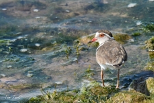 ptiči/birds