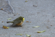ptiči/birds
