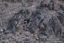 ptiči/birds
