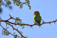 ptiči/birds