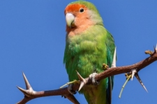 ptiči/birds