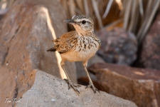 ptiči/birds