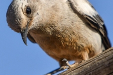 ptiči/birds