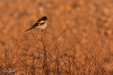 ptiči/birds