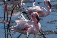 ptiči/birds