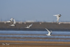 ptiči/birds