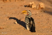 ptiči/birds