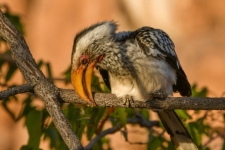 ptiči/birds