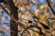 ptiči/birds