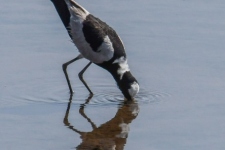 ptiči/birds