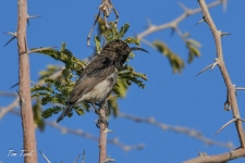 ptiči/birds