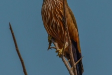 ptiči/birds