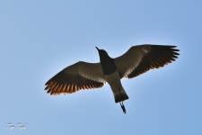 ptiči/birds