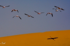 ptiči/birds