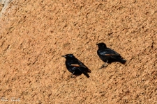 ptiči/birds