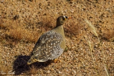 ptiči/birds