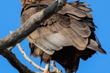 ptiči/birds
